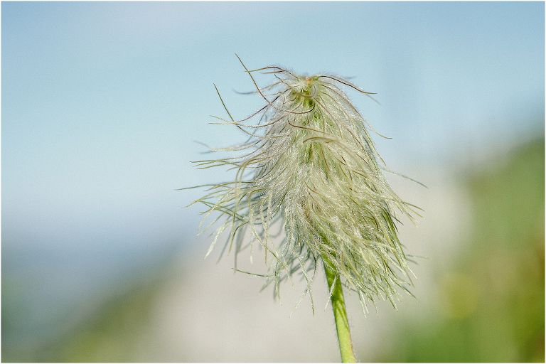 Hiking Lizard Range Fernie