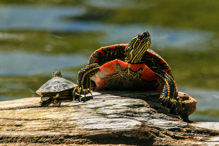 MomBabyTurtleKikomun