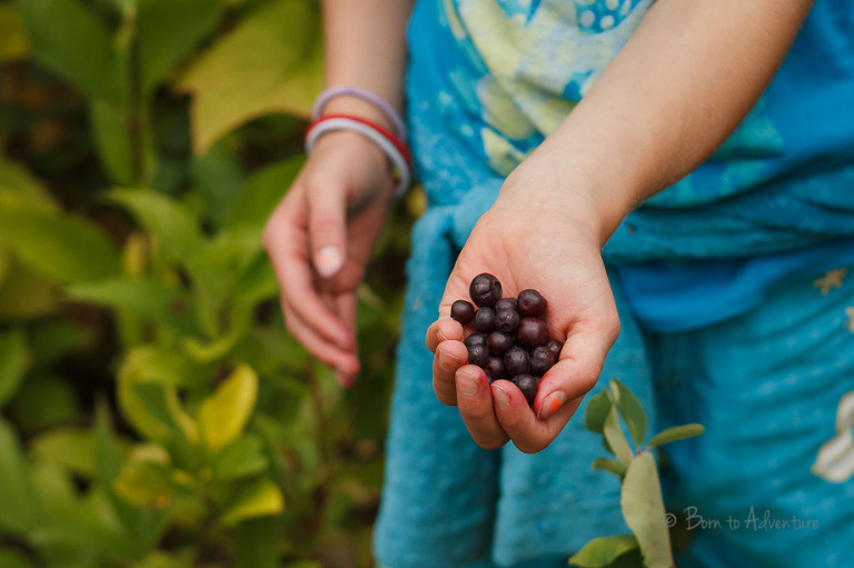 Berry Picking