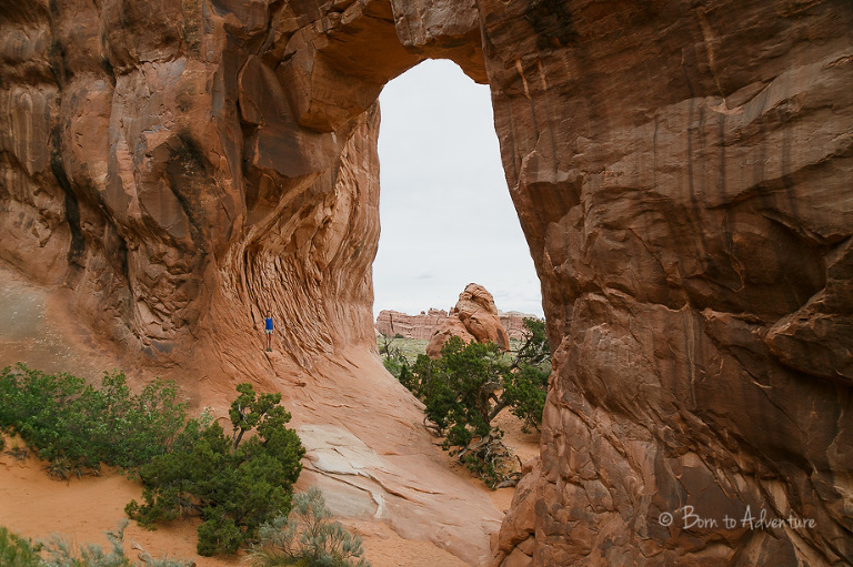 Pine Tree Arch