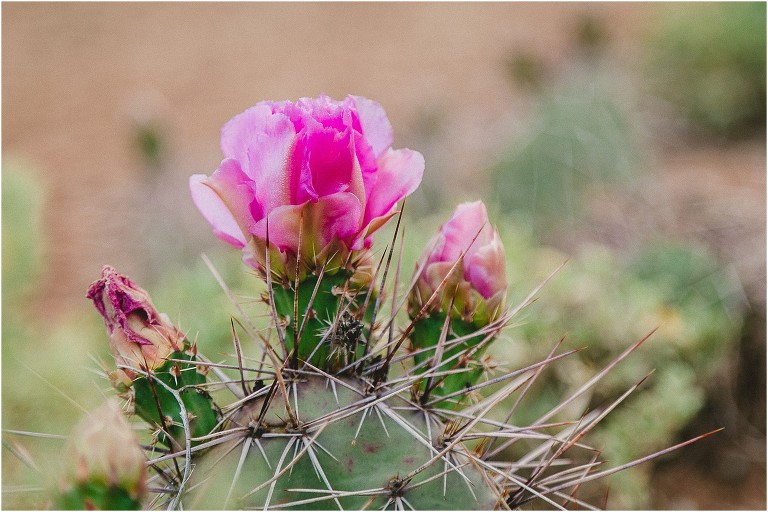 Flowering Cactus