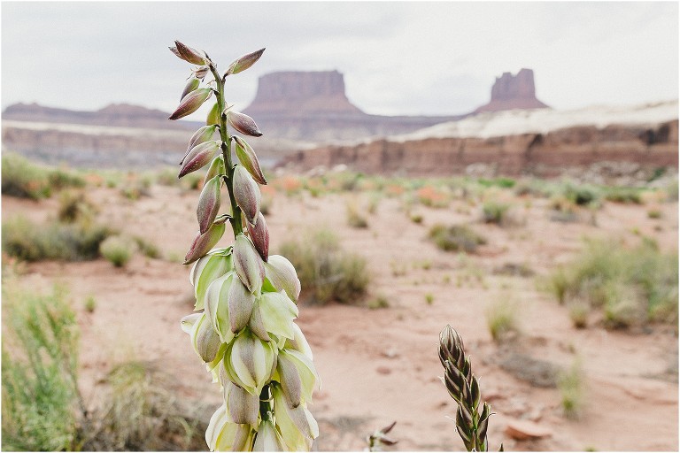 Desert flowers