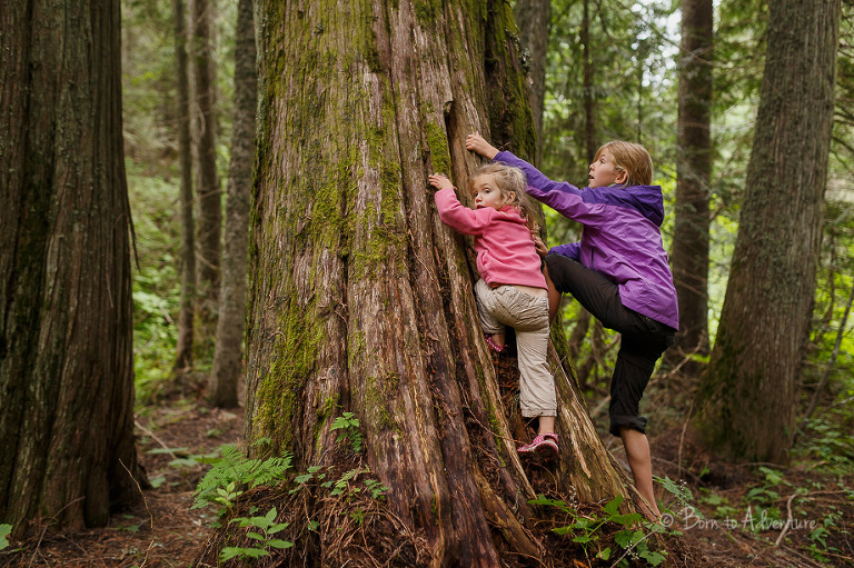 Old growth forest Fernie