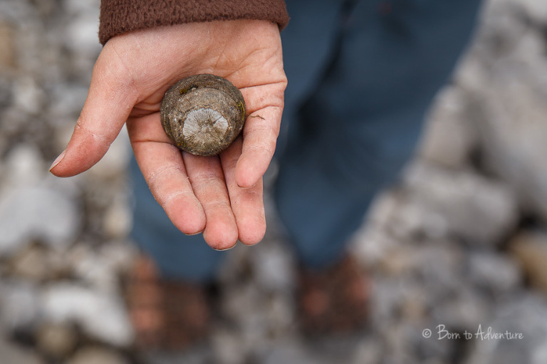 Fossil in Elk Lakes Provincial Park