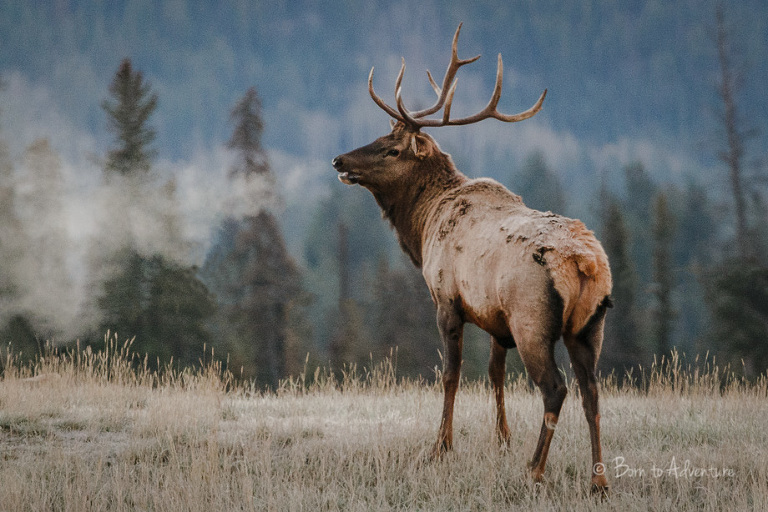 Elk in Jasper National Park