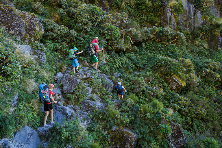 Holly Hut Track Mt Taranaki Dieffenbach Cliffs