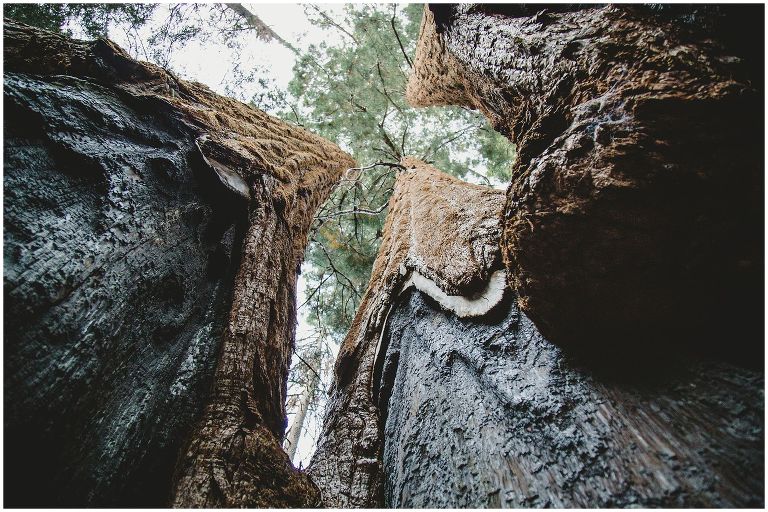 BTA Sequoia National Park Hike_0025